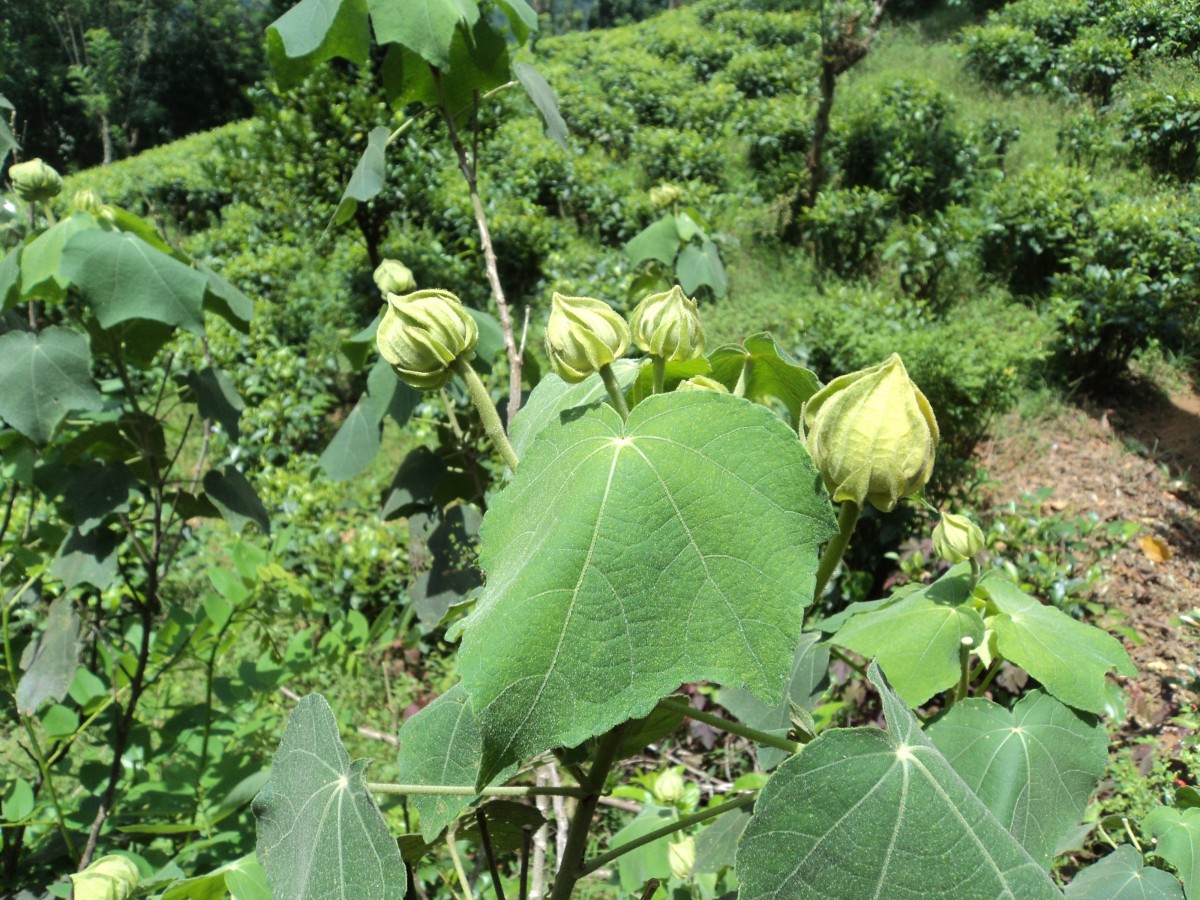 Hibiscus mutabilis L.